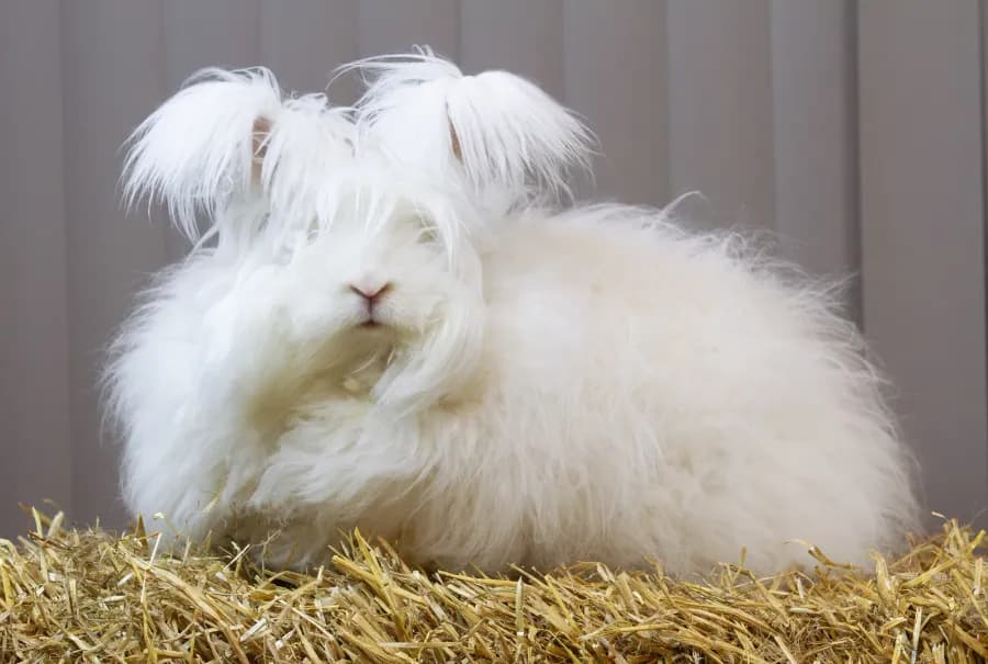 09-BiR-Angora-Eier.-Hilde-Krogedal.webp