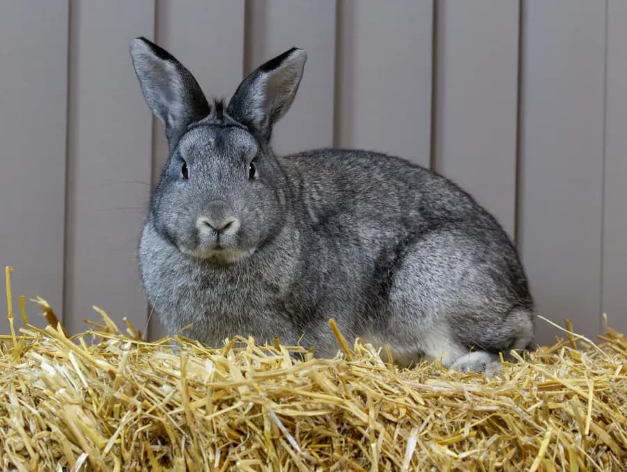 21-BiR-Liten-chinchilla-eier-Oyvind-Reinartsen.webp