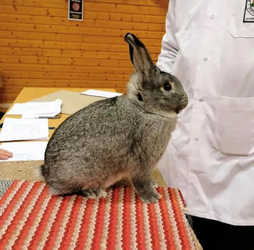 Liten Chinchilla til Ola Kvaal