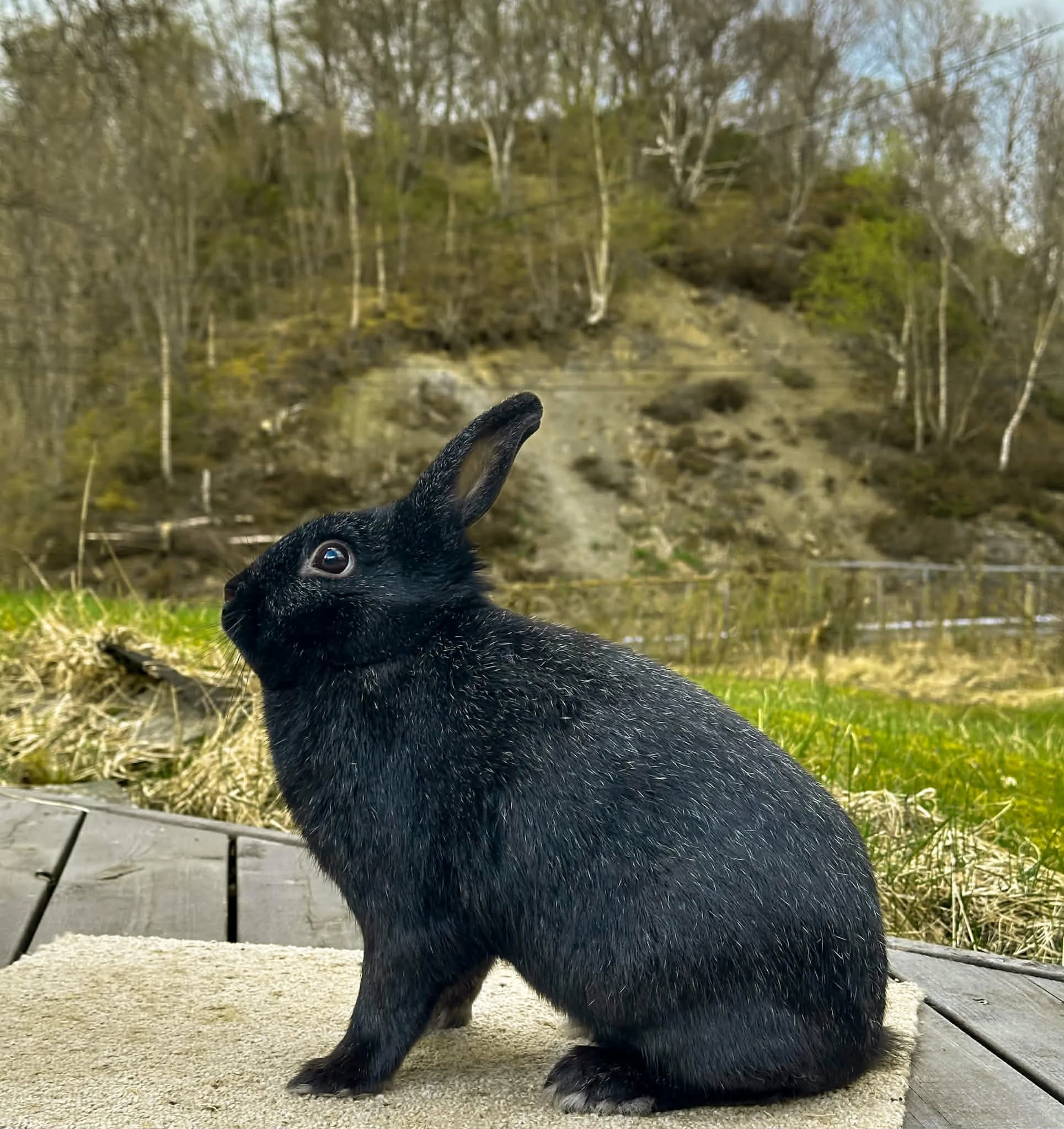 Liten Søl