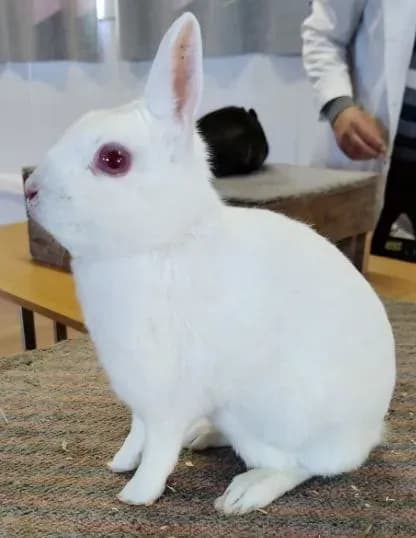 dverg hare