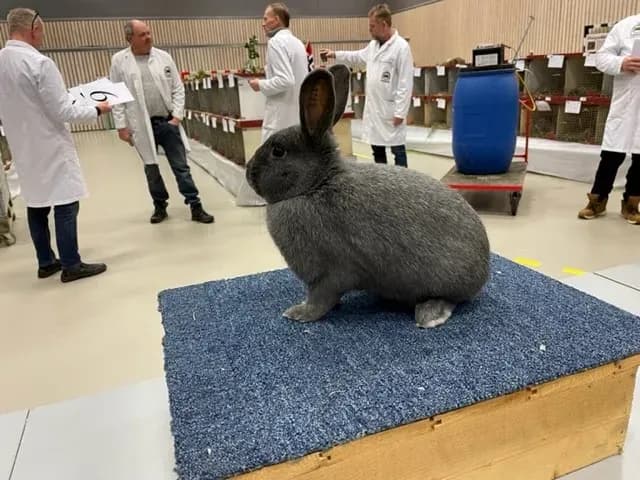 Liten Sølv BiS