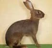 mini-belgisk hare