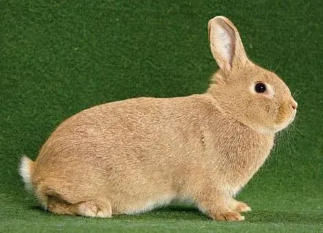 Liten Sølv