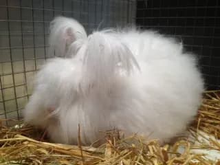 angora 955