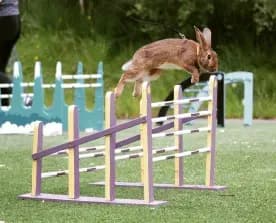 hopp