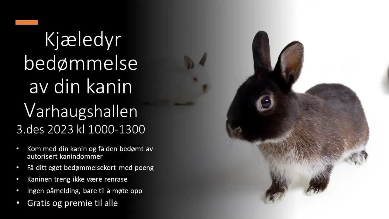 Kjæledyrbedømmelse